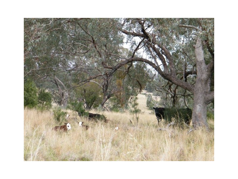 Spring Ridge NSW 2343