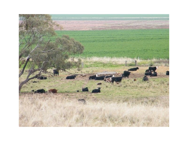 Spring Ridge NSW 2343