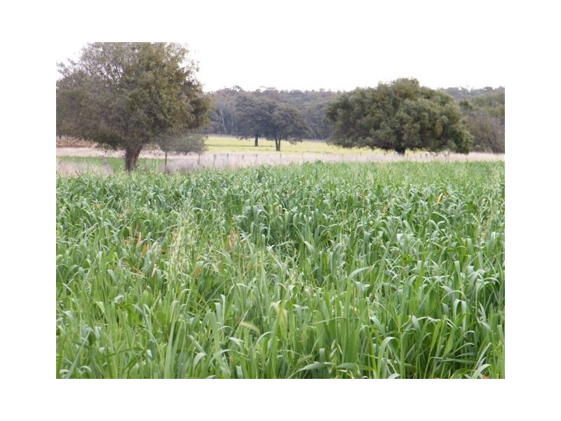 Spring Ridge NSW 2343