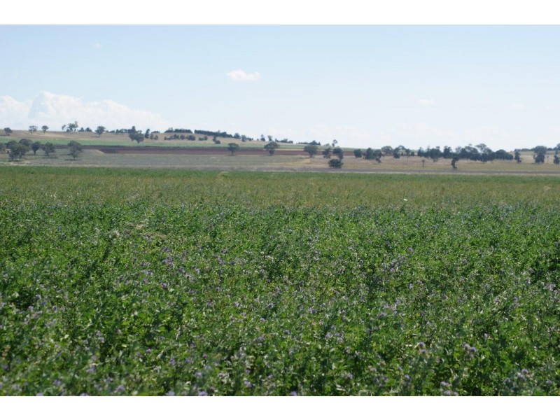 Mooki Springs Road, Quirindi NSW 2343