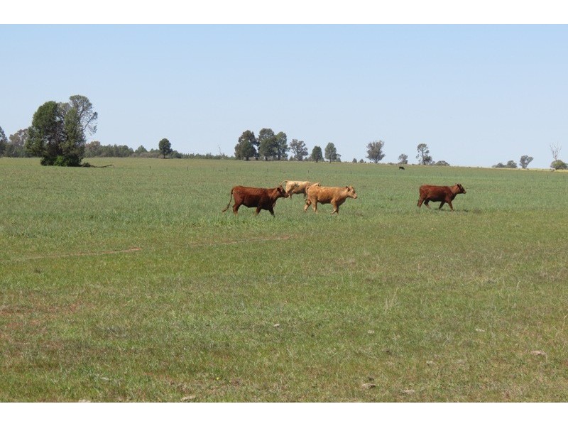 “Warriston” Collie Road, Dubbo NSW 2830