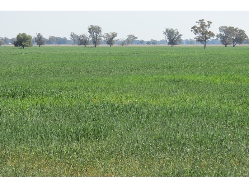 “Warriston” Collie Road, Dubbo NSW 2830