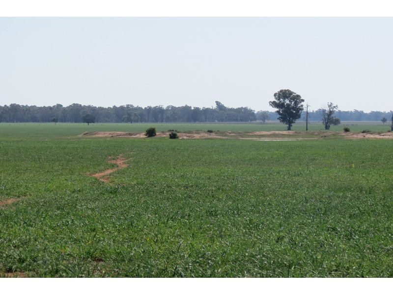 “Warriston” Collie Road, Dubbo NSW 2830