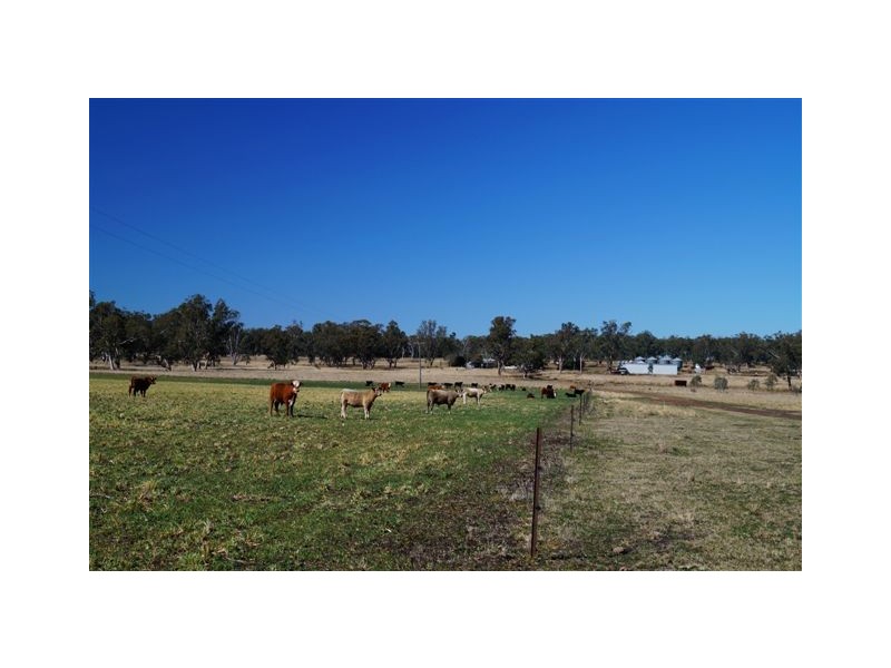 808 Cattle Lane,, Quirindi NSW 2343
