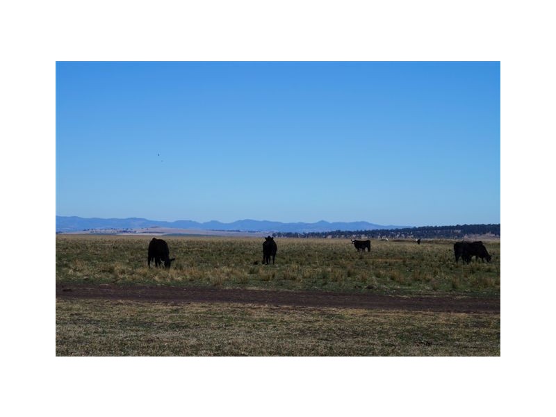 808 Cattle Lane,, Quirindi NSW 2343