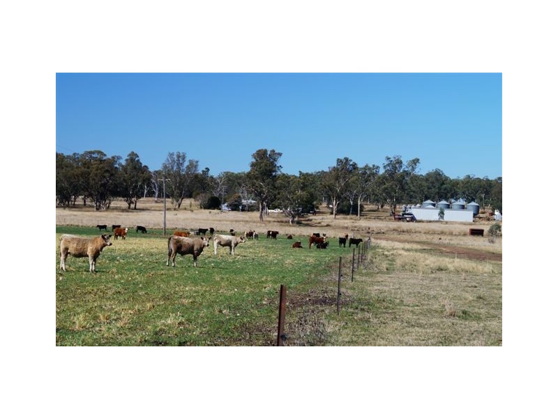 808 Cattle Lane,, Quirindi NSW 2343
