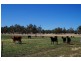 808 Cattle Lane,, Quirindi NSW 2343