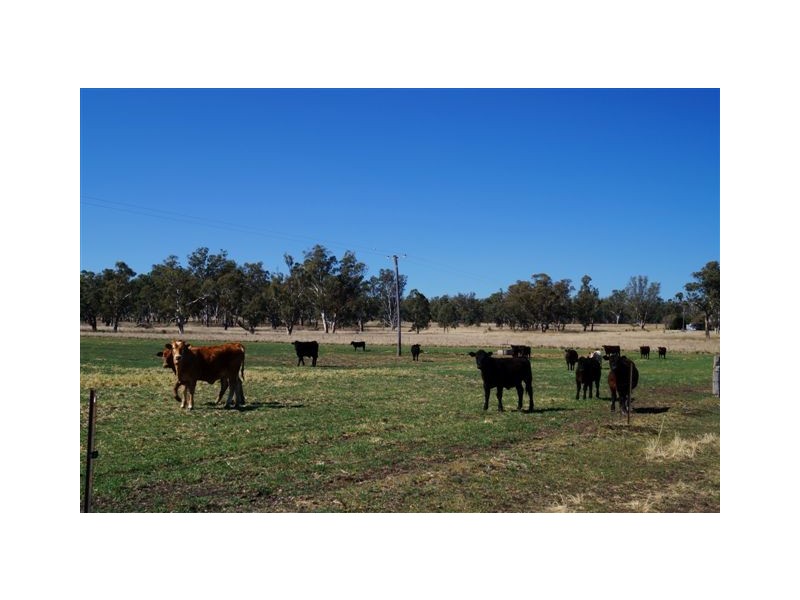 808 Cattle Lane,, Quirindi NSW 2343