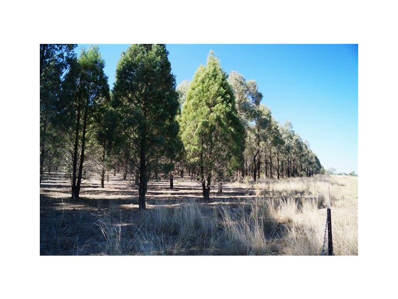808 Cattle Lane,, Quirindi NSW 2343