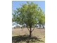 117b Moore Street, Inverell NSW 2360