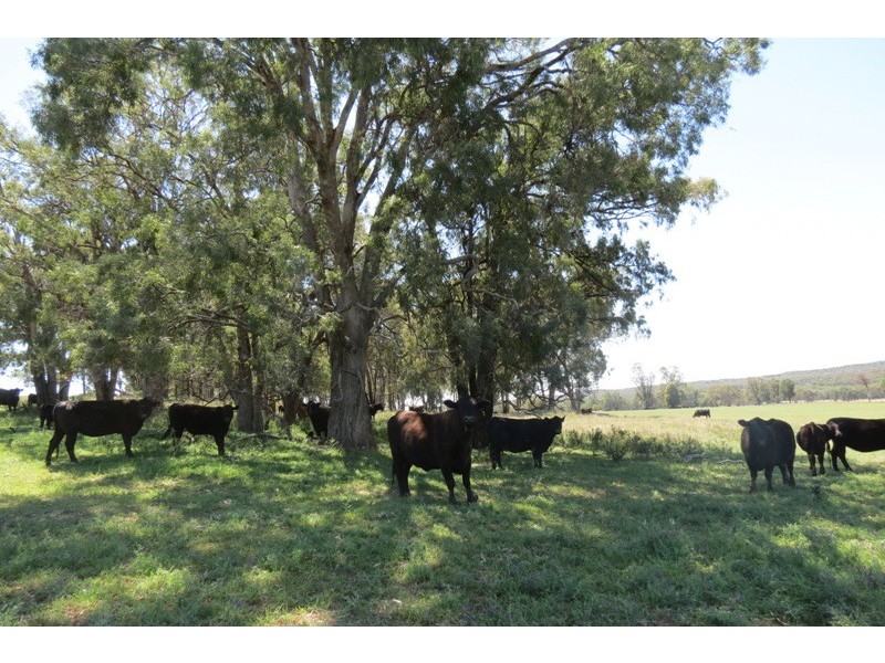 “Grenmore” Oxley Hwy, Coonabarabran NSW 2357