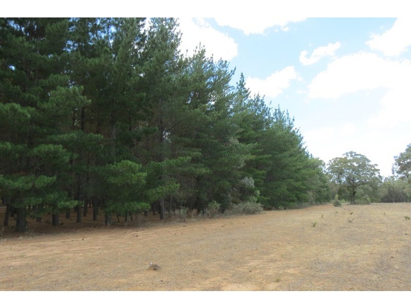 Quaker Tommy Road, Coonabarabran NSW 2357