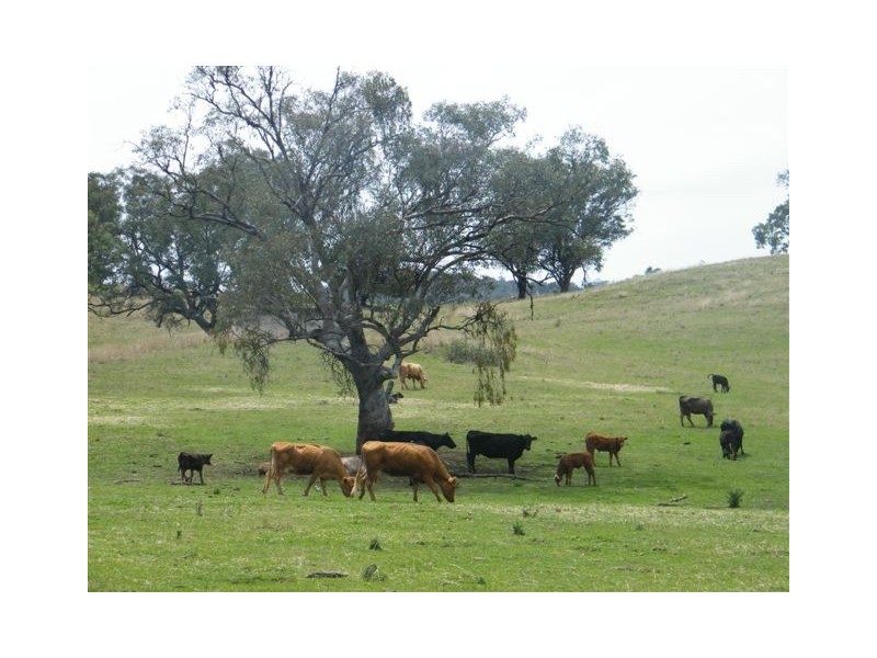 419 New England Highway, Tamworth NSW 2340