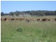 1286 Grandchester Road, Mendooran NSW 2842