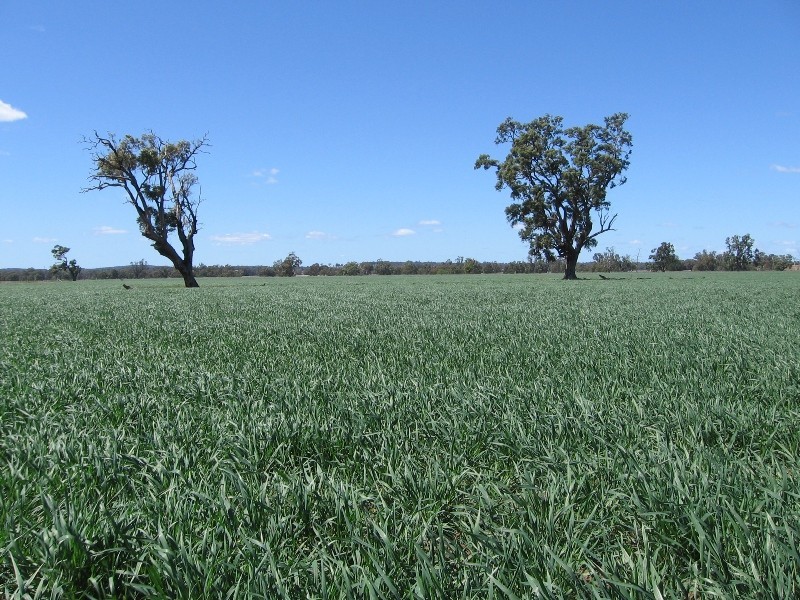 “Bundulla” Grandchester Road, Mendooran NSW 2842