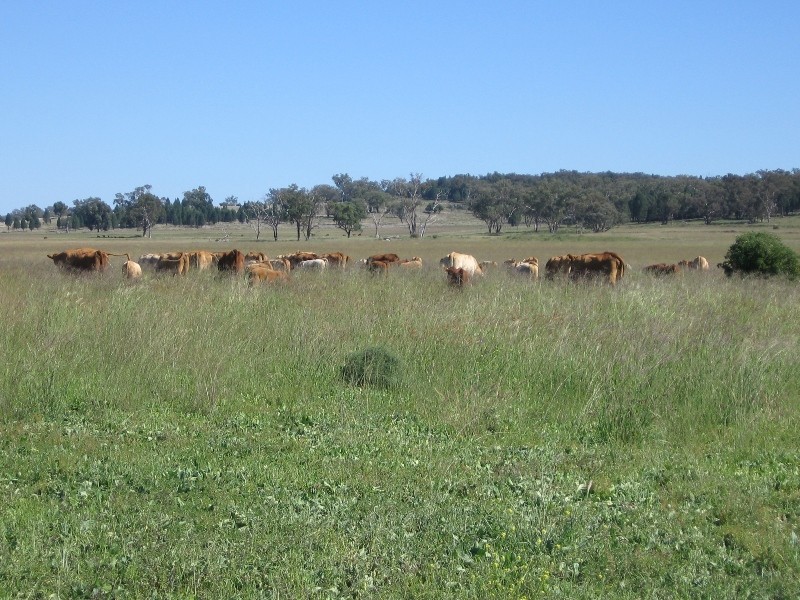 “Westhoek” Grandchester Road, Mendooran NSW 2842