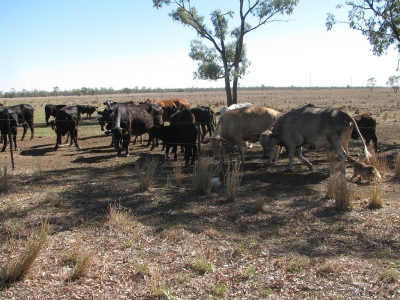 121 Harris Lane, Wee Waa NSW 2388