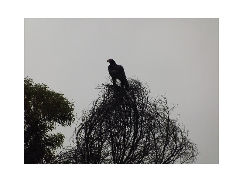“Cooladie” Oxley Highway, Coonabarabran NSW 2357