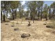 272 River Road, Coonabarabran NSW 2357