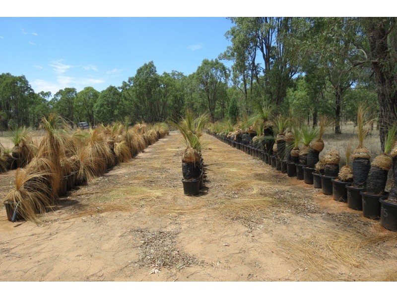 “Umtali” Maroo Road, Purlewaugh NSW 2357