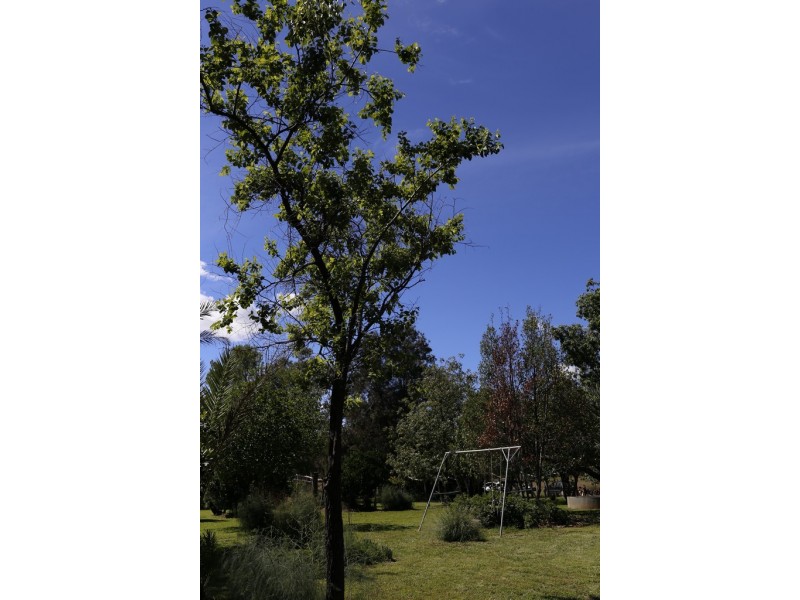 “Canopus” Guinema Road, Bugaldie NSW 2357