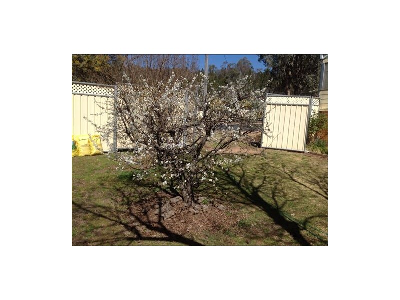 1 Hagan Ave, Coonabarabran NSW 2357