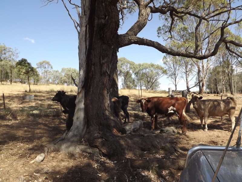 Coonabarabran NSW 2357