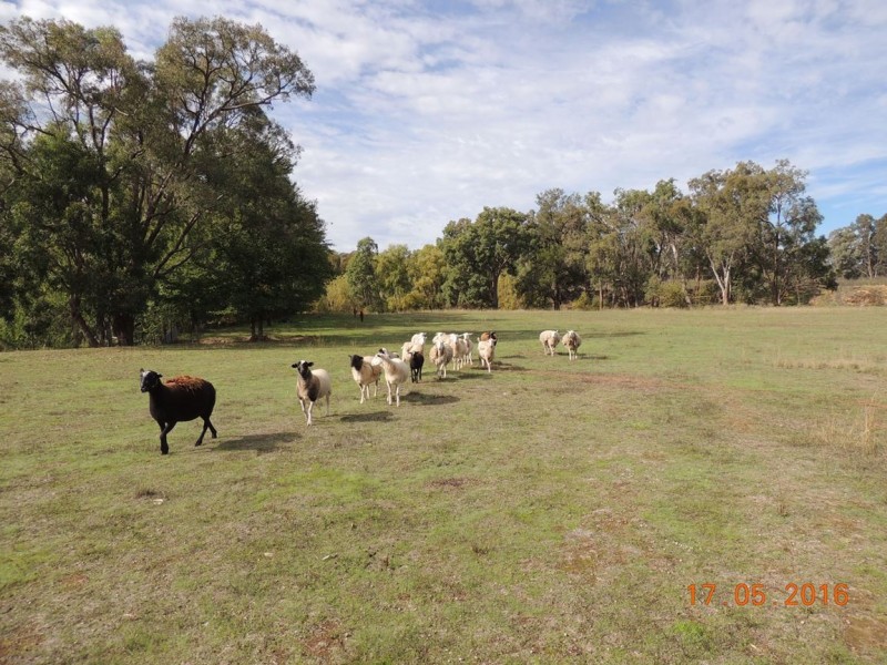 “Buck Downs’ Dows Lane, Coonabarabran NSW 2357