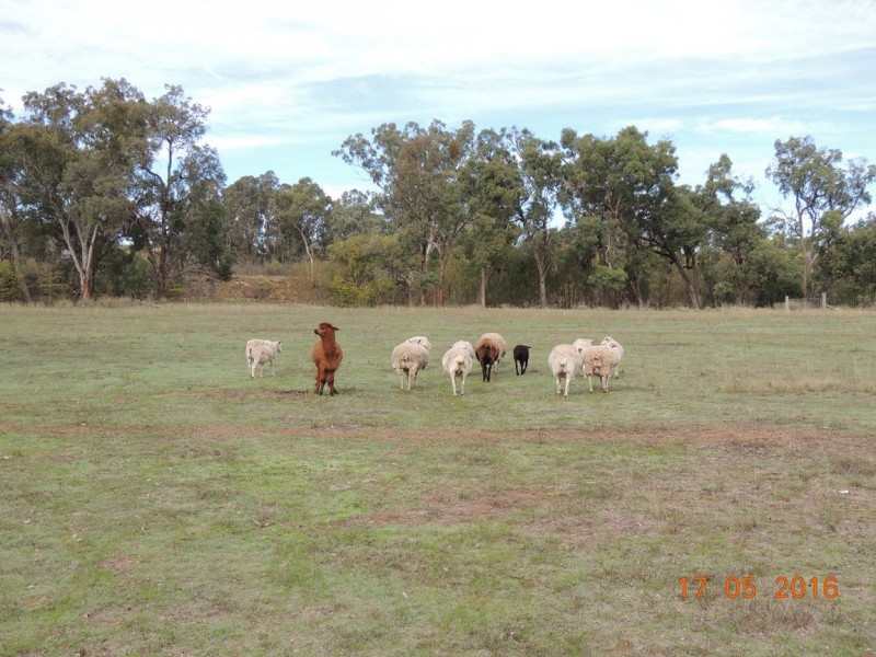 “Buck Downs’ Dows Lane, Coonabarabran NSW 2357