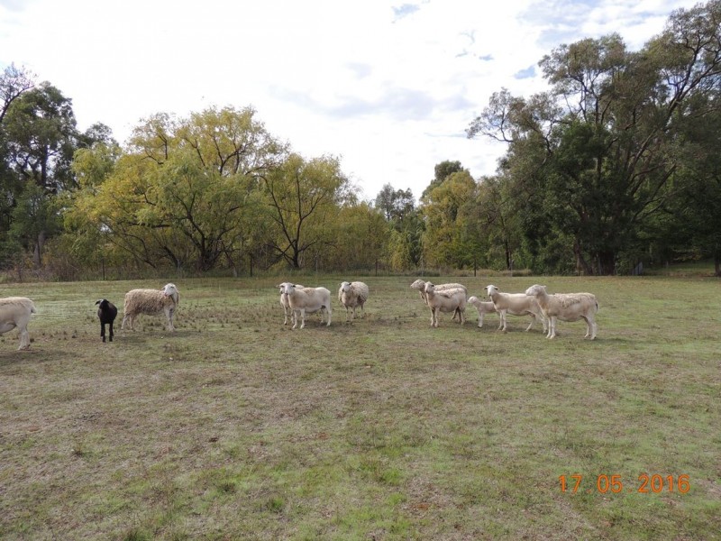 “Buck Downs’ Dows Lane, Coonabarabran NSW 2357