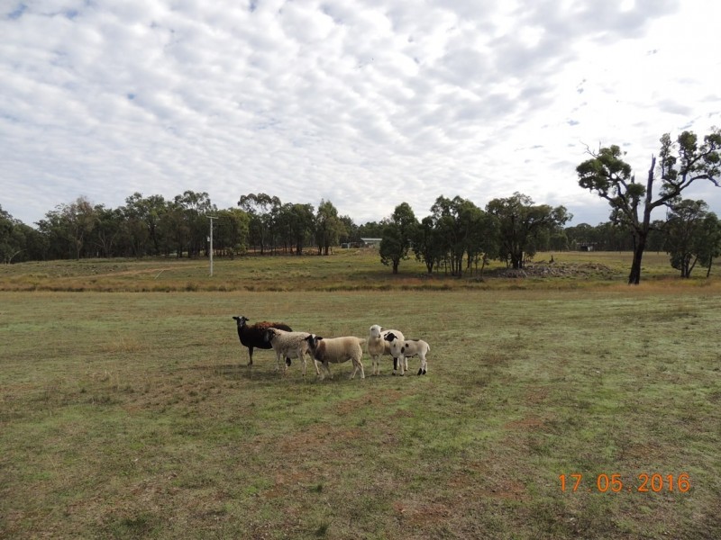 “Buck Downs’ Dows Lane, Coonabarabran NSW 2357