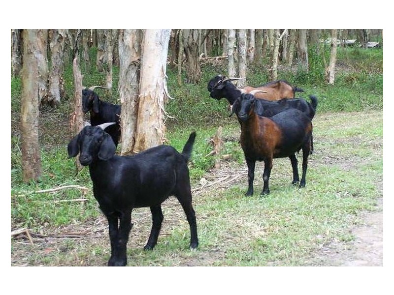 52 Heinemann Road, Redland Bay QLD 4165