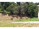 Lot 47 Tuckeroo Close, Coffs Harbour NSW 2450