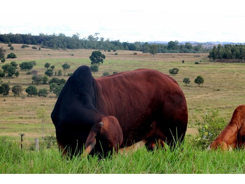 591 Ellesmere North Road, Alice Creek QLD 4610