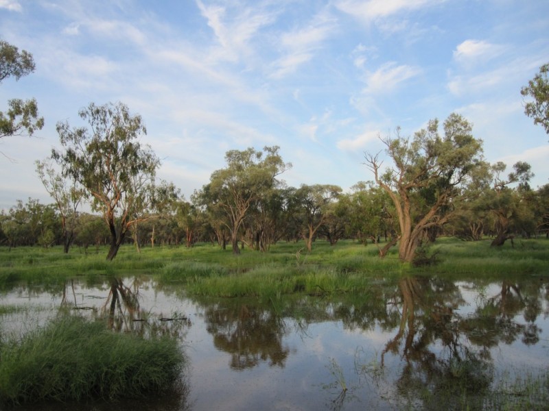 ” Cudgee “, Quilpie QLD 4480