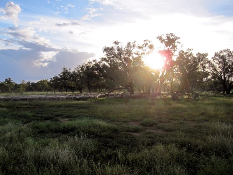 ” Cudgee “, Quilpie QLD 4480