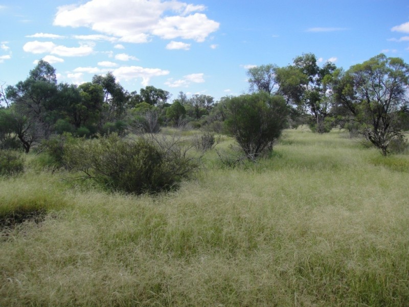 ” Cudgee “, Quilpie QLD 4480
