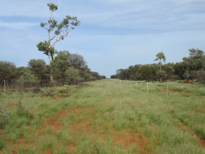 ” Cudgee “, Quilpie QLD 4480