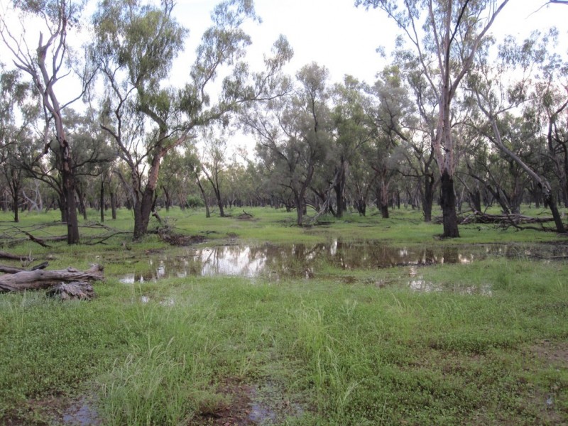” Cudgee “, Quilpie QLD 4480