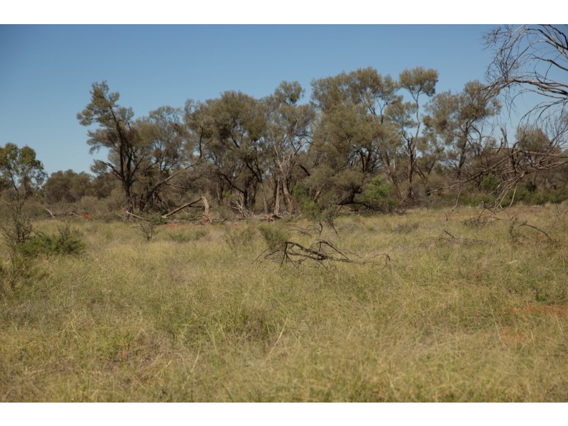 ” Cudgee “, Quilpie QLD 4480