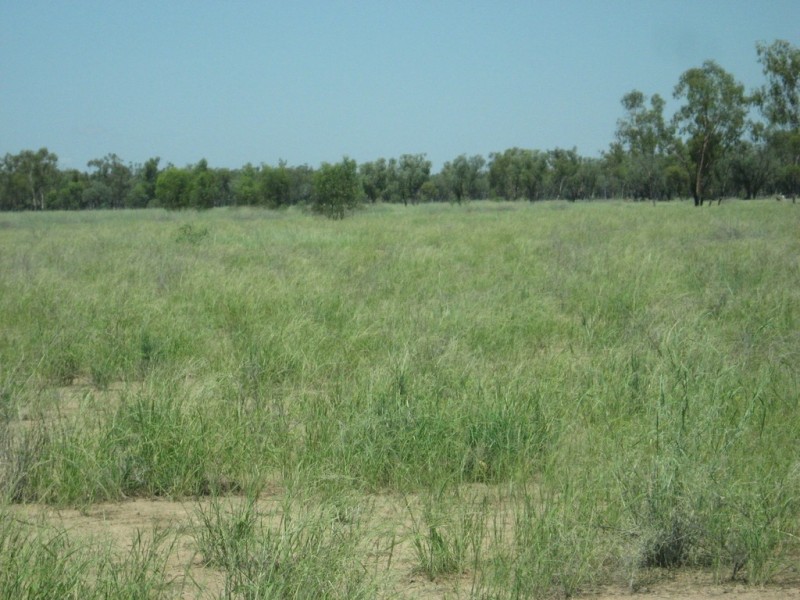 ” Cudgee “, Quilpie QLD 4480