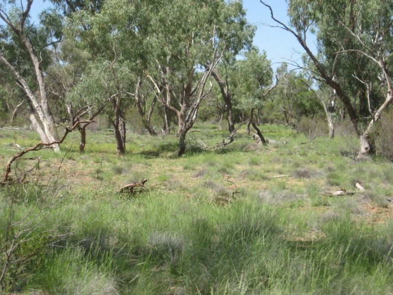 ” Cudgee “, Quilpie QLD 4480