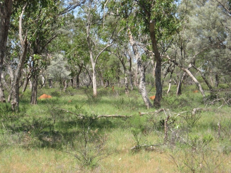 ” Cudgee “, Quilpie QLD 4480
