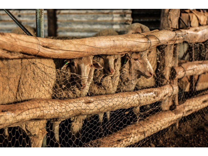 ” Cudgee “, Quilpie QLD 4480