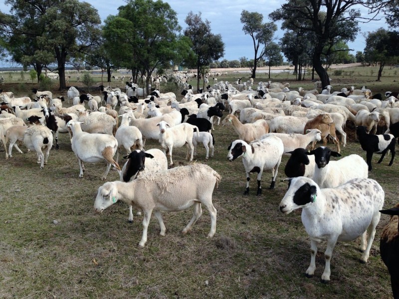 ” Adeena “, Hannaford QLD 4406