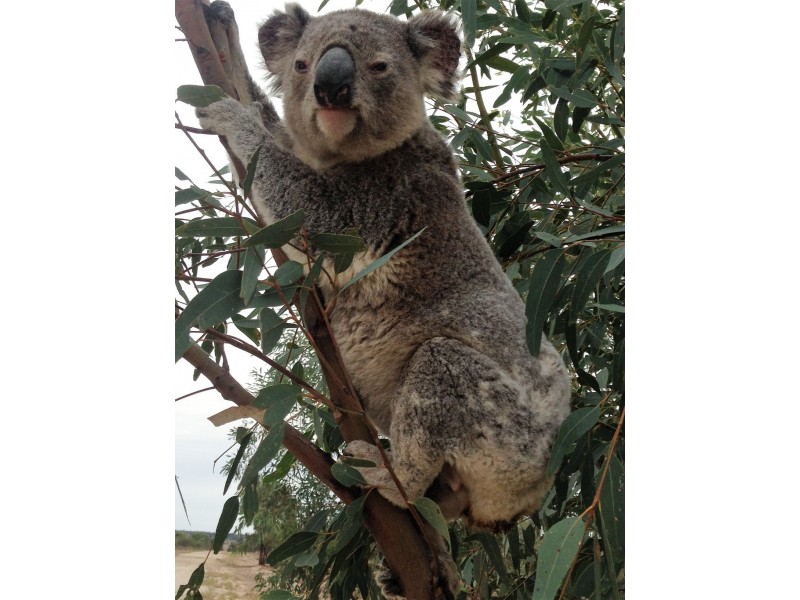 ” Adeena “, Hannaford QLD 4406