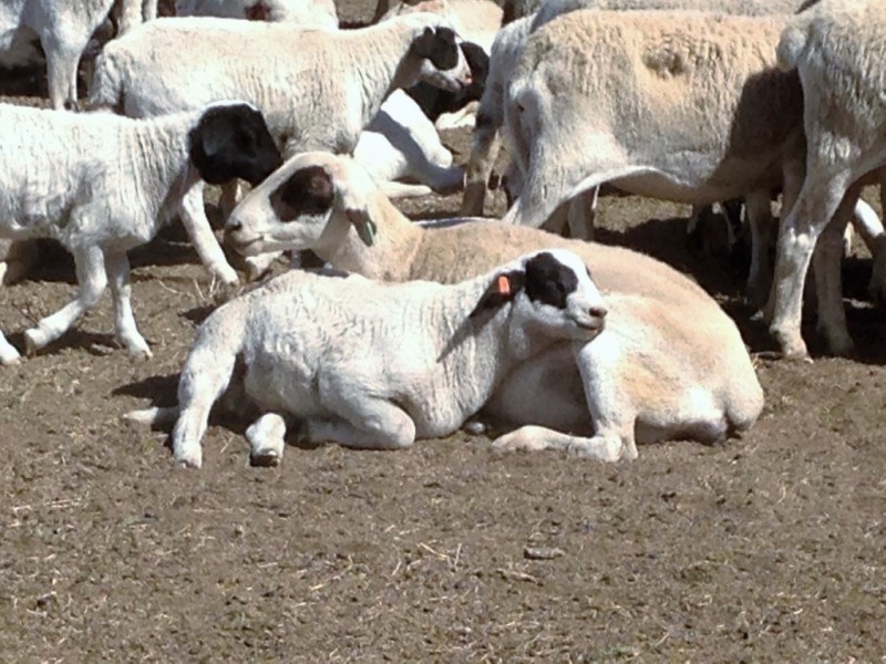 ” Adeena “, Hannaford QLD 4406