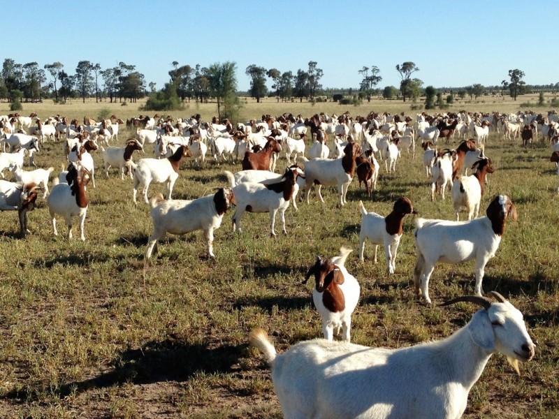 ” Adeena “, Hannaford QLD 4406
