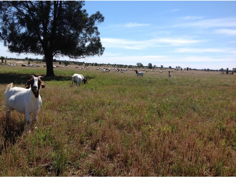 ” Adeena “, Hannaford QLD 4406