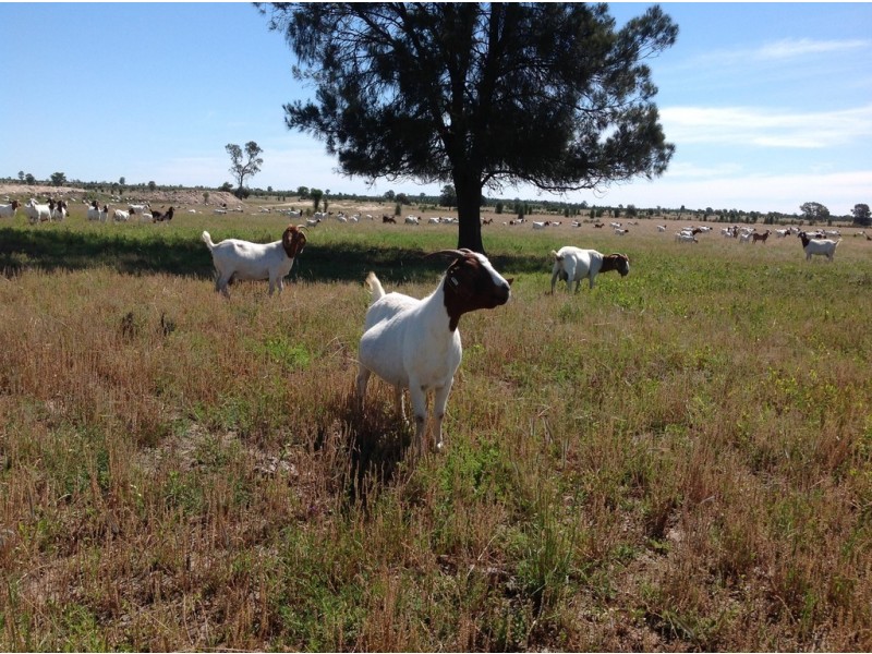 ” Adeena “, Hannaford QLD 4406